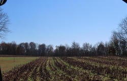 ST RT 45 S Boyd, Wingo, KY 42088