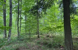 80AC off FOREST RD 3350, Iron River, MI 49935