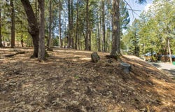 5651 Daisy Cir, Pollock Pines, CA 95726
