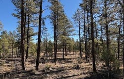 3071 W Black Oak Loop, Show Low, AZ 85901
