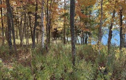 Off East Shore Road, Marenisco, MI 49947