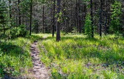 582 Whitefish Hills Loop, Whitefish, MT 59937