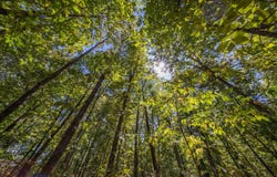 Valley View Trail, Williford, AR 72482