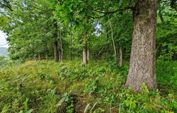Lt3 County Road N, Arkansaw, WI 54721