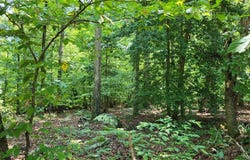 Weanock Lane lot: 74, Ebony, VA 23845