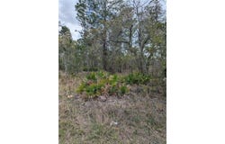 MAZETTE Road, WEEKI WACHEE, FL 34613