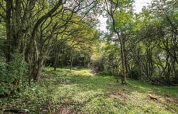 7 Roaring Plains Drive, Dryfork, WV 26263