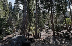 Fir, Forest Falls, CA 92339