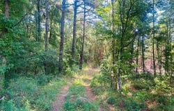 18.3 Acres - Turkey Ln, Kingstree, SC 29556