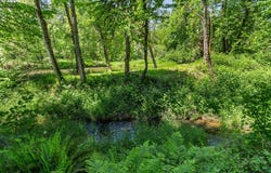 41577 DEERHORN Rd, Springfield, OR 97478