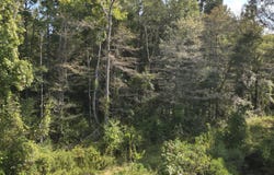 Jw Jones, Oak Vale, MS 39656
