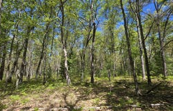 V/L E Koenig Road, Free Soil, MI 49411
