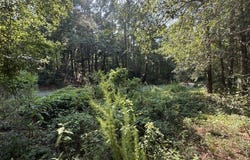 Spring St, Newton, AL 36352