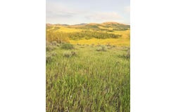 Hoot Owl RD, Inkom, ID 83245