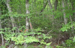 HIGH VALLEY S lot: 52, MONTEREY, VA 24465