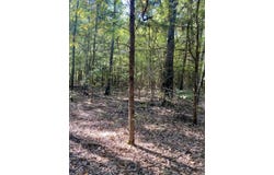 County Road 2615, Bonham, TX 75418