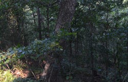 Schnauzer LN, Harriet, AR 72639