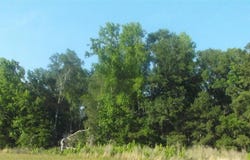 Friendfield RD, Pamplico, SC 29583
