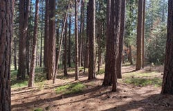 247 Gold Nugget Lane, Graeagle, CA 96103