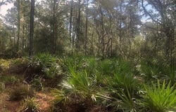 Old Grade Road, FL 33868