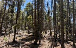 Sawyer Mesa Road, Pecos, NM 87552
