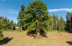 Lenora, Kelso, WA 98626