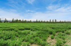 1534 Hauck Meadows Dr, Longmont, CO 80504