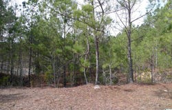 307 FOOTHILLS DRIVE, STERRETT, AL 35147