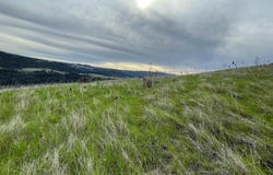 Starthistle Lane, Lenore, ID 83541