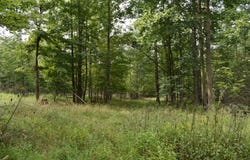 Sunback Road, Spartansburg, PA 16434