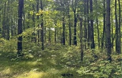 COUNTY ROAD K, Irma, WI 54442