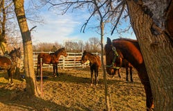 71 W V Highway, Lamar, MO 64759