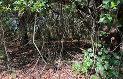 Tract #1 Convick Circle, Pavo, GA 31778