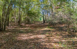 County Road 3324, 24 Ac, Pittsburg, TX 75686