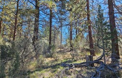 Jaguar Lane, Bonanza, OR 97623