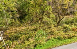 Brown Bear Hollow Road, NORTHFORK, WV 24868