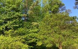 HALL ST lot: 25, BLOXOM, VA 23308