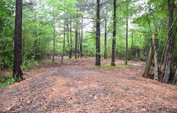 Collins Road, Nash, TX 75569