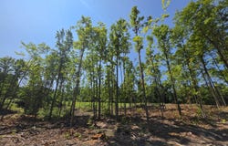 Rogers & M72 Road, Fairview, MI 48621