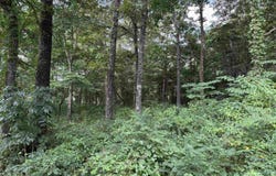 16 Camp Road, Melbourne, AR 72556
