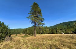 5184 UPPER COW CREEK Rd, Azalea, OR 97410