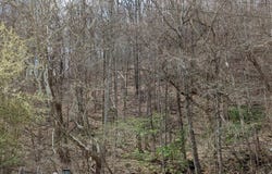 Cliff Mountain Way, Duffield, VA 24244