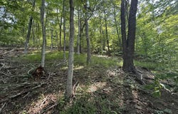 Lodge Trl, Vesuvius, VA 24483