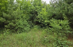 Parcel 1 Maple, Benzonia, MI 49616