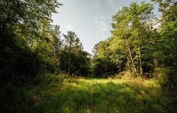 A Busby Rd, ELLISVILLE, MS 39437