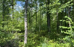 Old County Road, Lyman, ME 04002
