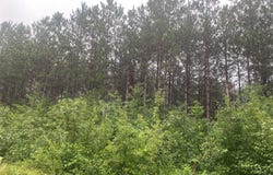 On Old 14 Road, Bruce, WI 54819