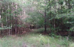 38.655 ac County Road 20, Jasper, TX 75951
