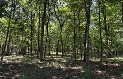 647 CR 2131, Nacogdoches, TX 75695