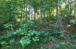 DRIVER Lane, Sky Valley, GA 30537